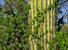 photo thumbnail #3