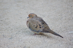 photo thumbnail #6