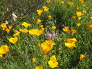 photo thumbnail #8