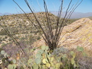 photo thumbnail #12