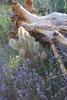 photo thumbnail #6
