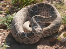 photo thumbnail #3