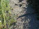 photo thumbnail #13