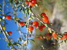 photo thumbnail #8