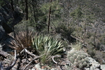 photo thumbnail #4