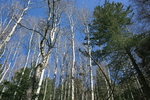 photo thumbnail #7