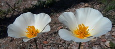 photo thumbnail #10