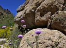 photo thumbnail #11