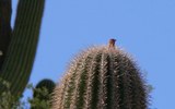 photo thumbnail #9