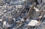 photo thumbnail #13