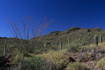 photo thumbnail #11
