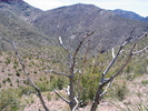 photo thumbnail #4