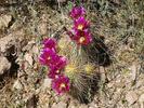 photo thumbnail #7
