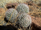 photo thumbnail #15