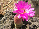photo thumbnail #2