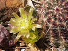 photo thumbnail #3