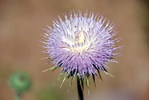 photo thumbnail #11