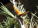 photo thumbnail #11