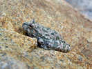 photo thumbnail #15