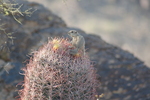 photo thumbnail #4