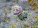 photo thumbnail #9