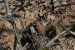 photo thumbnail #13