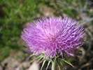 photo thumbnail #7