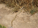 photo thumbnail #15