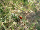 photo thumbnail #4