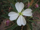 Featured Detail Photo