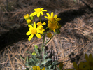 photo thumbnail #3
