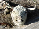 photo thumbnail #9