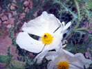 Featured Detail Photo
