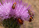 Featured Detail Photo