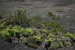 photo thumbnail #15