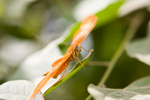 photo thumbnail #8