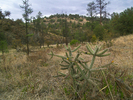 photo thumbnail #3