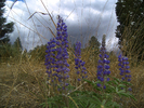 photo thumbnail #14