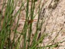 photo thumbnail #2