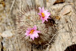 photo thumbnail #2