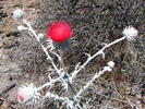 photo thumbnail #6