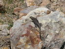 photo thumbnail #15