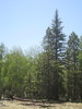 recent photo
