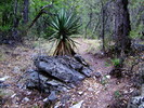 photo thumbnail #12