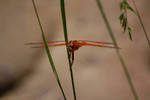 photo thumbnail #4