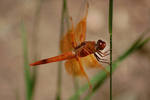 photo thumbnail #5