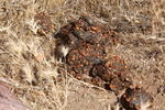 2008-06-22 :2: Half Moon Trail #288 :: Tortoise_Hiker