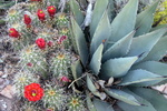 photo thumbnail #8