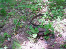 photo thumbnail #12