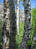 photo thumbnail #5